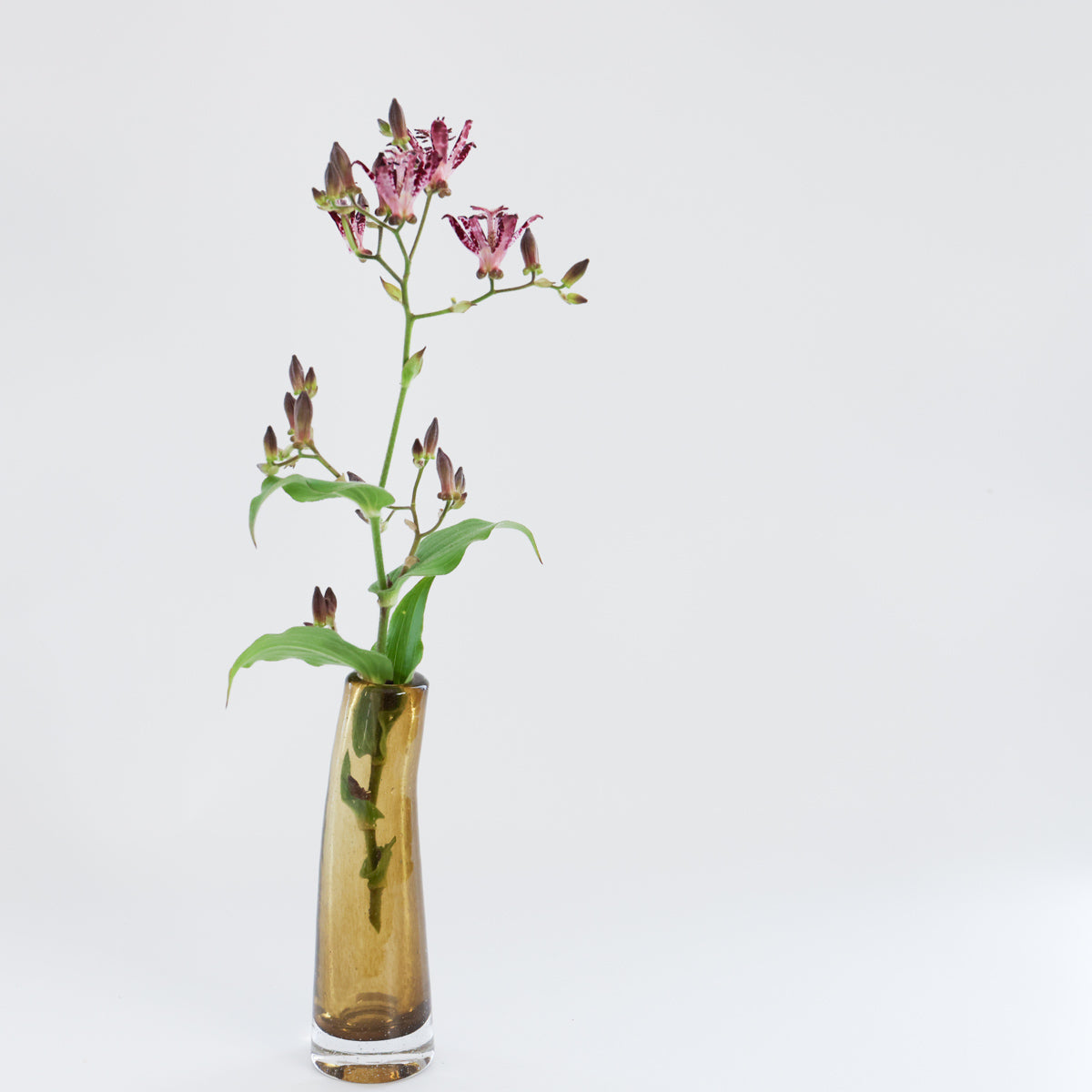HenryDean  ヘンリーディーン　Grass S オリーブ